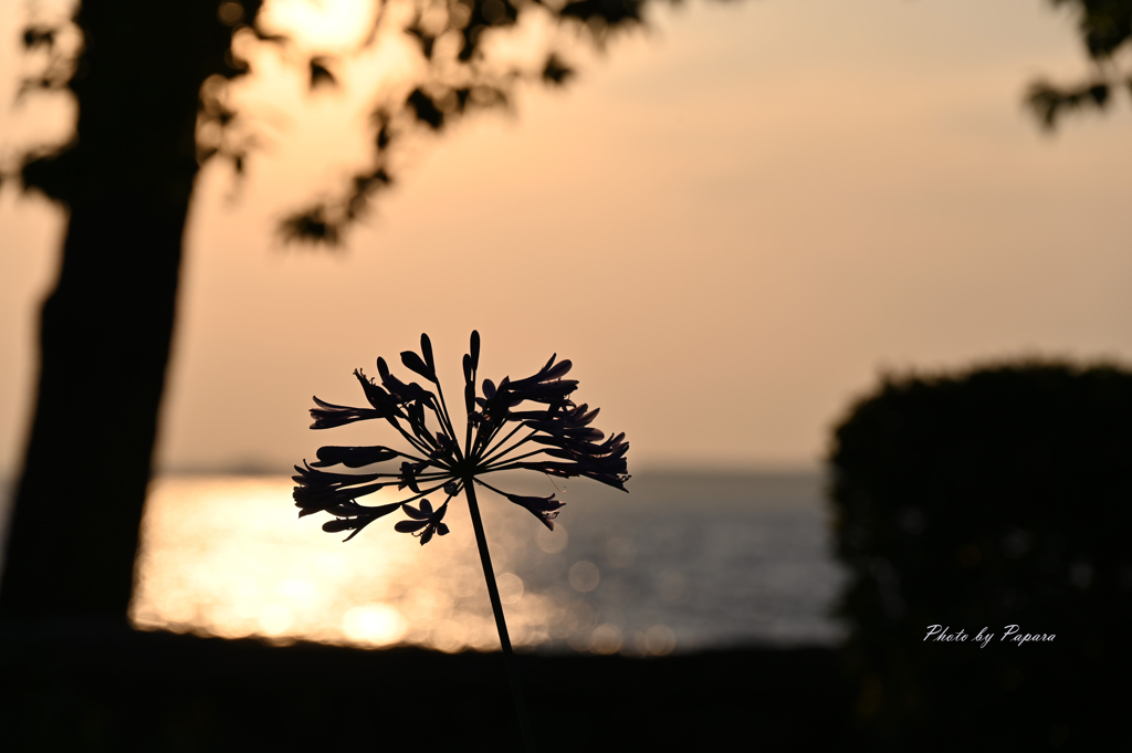 RINKU Sunset_189