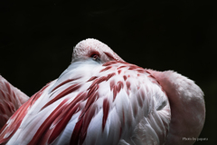 天王寺動物園からのお便り_142