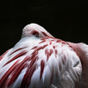 天王寺動物園からのお便り_142