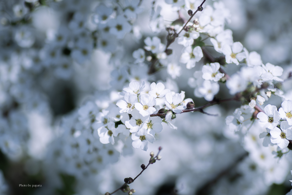 季節のお花達_126
