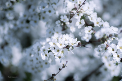 季節のお花達_126