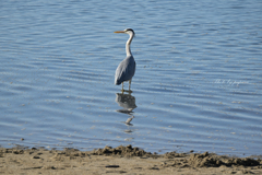 リンクウ公園の鳥たち_03