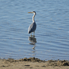 リンクウ公園の鳥たち_03