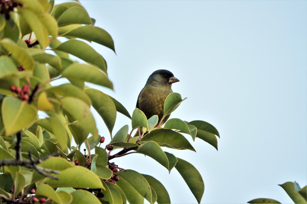 リンクウパークからのお便り_06