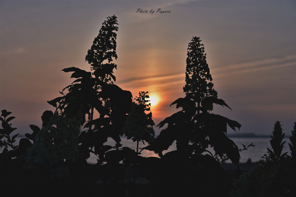 RINKU Sunset_152