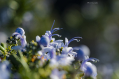 季節のお花達_113