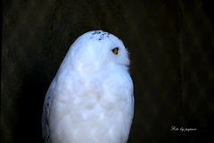 天王寺動物園からのお便り＿74