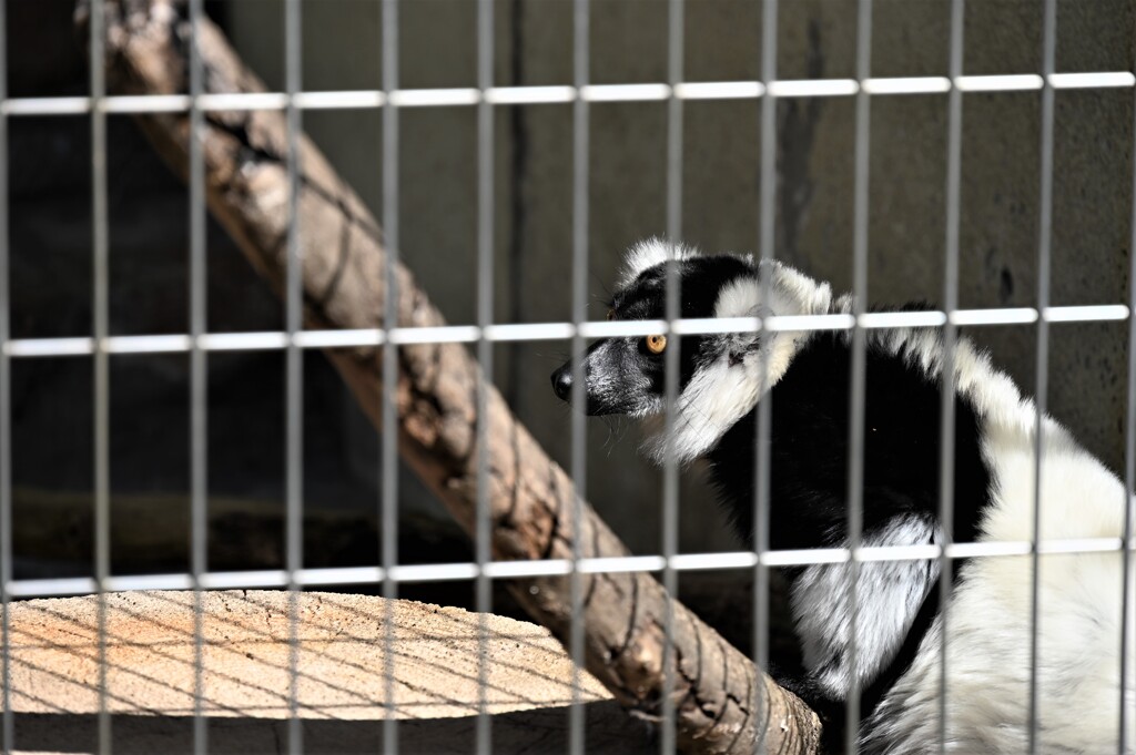 天王寺動物園からのお便り_03