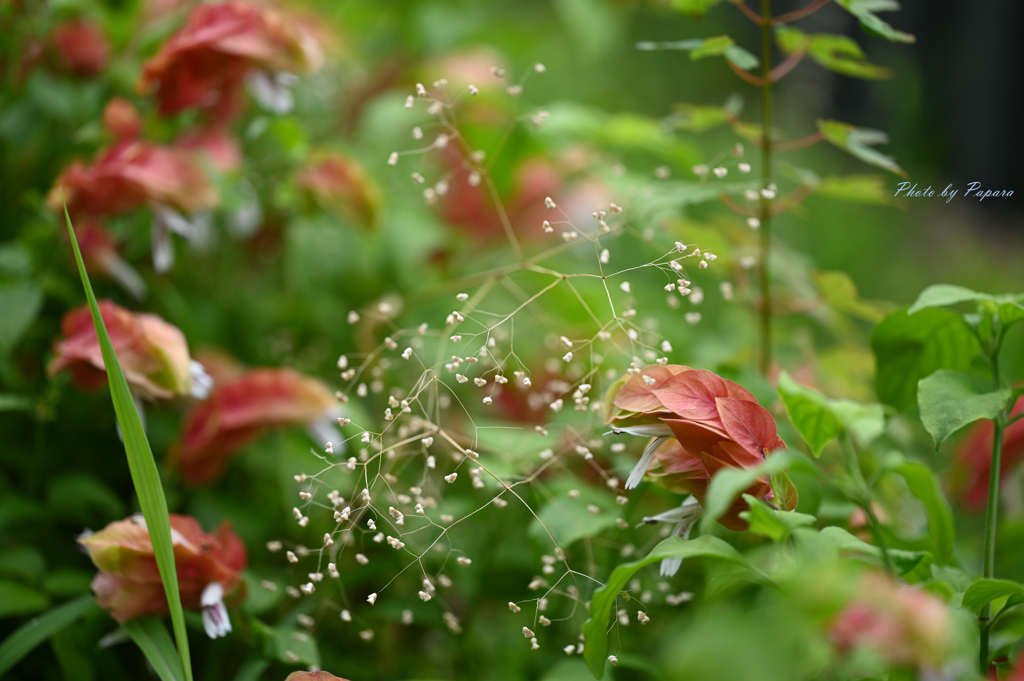 リンクウパークからのお便り_75