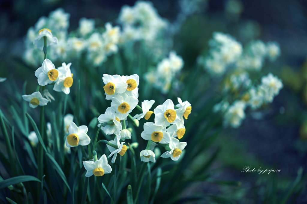 リンクウ公園のお花達_02