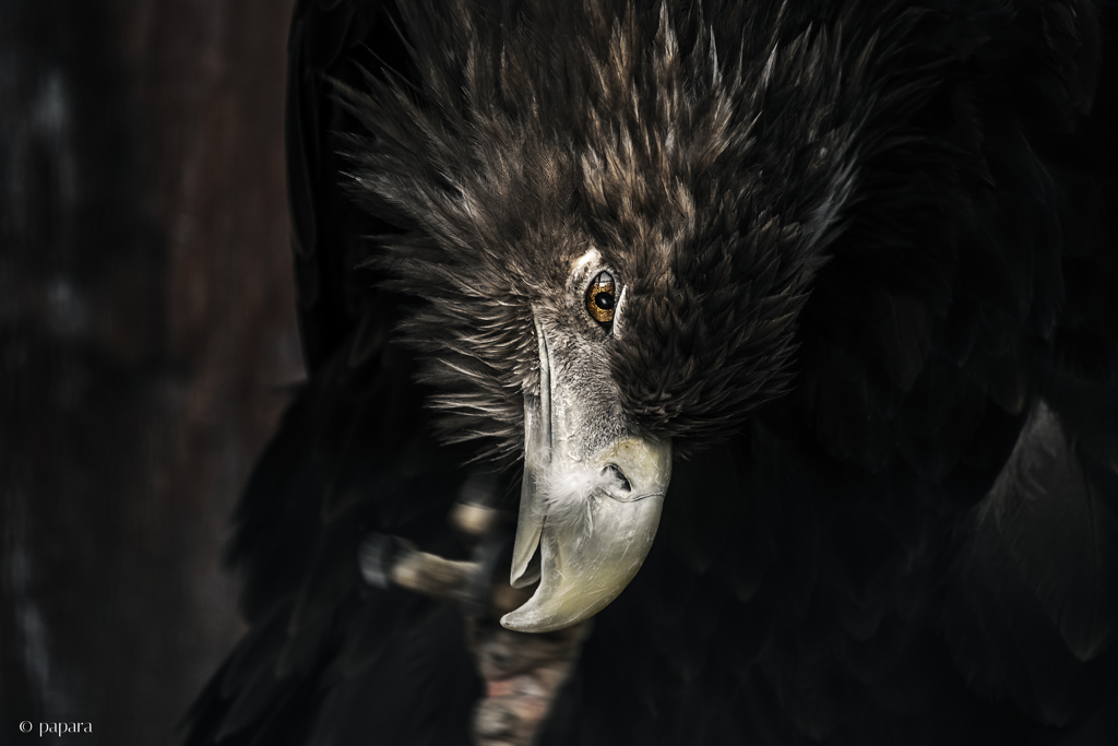 天王寺動物園からのお便り_156