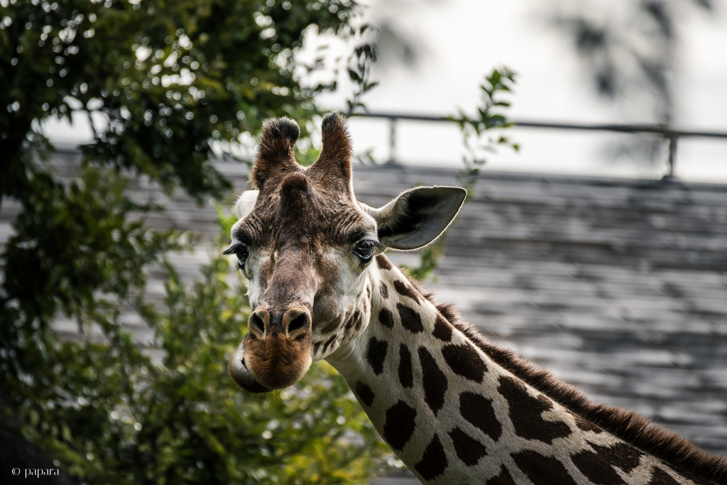 天王寺動物園からのお便り_159