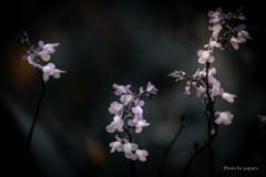 季節のお花達_149