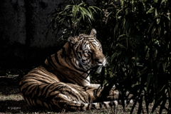 天王寺動物園からのお便り_160