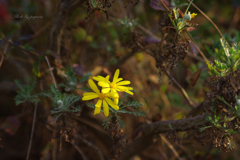 リンクウ公園のお花達_05