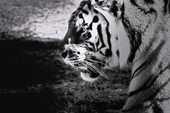 天王寺動物園からのお便り＿19