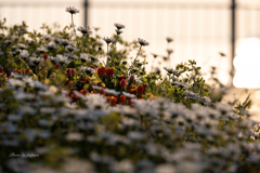 RINKU Sunset_2025134
