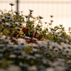 RINKU Sunset_2025134