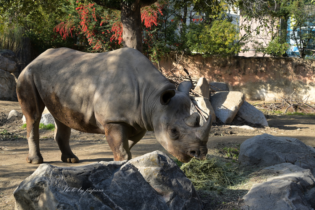 天王寺動物園からのお便り_76