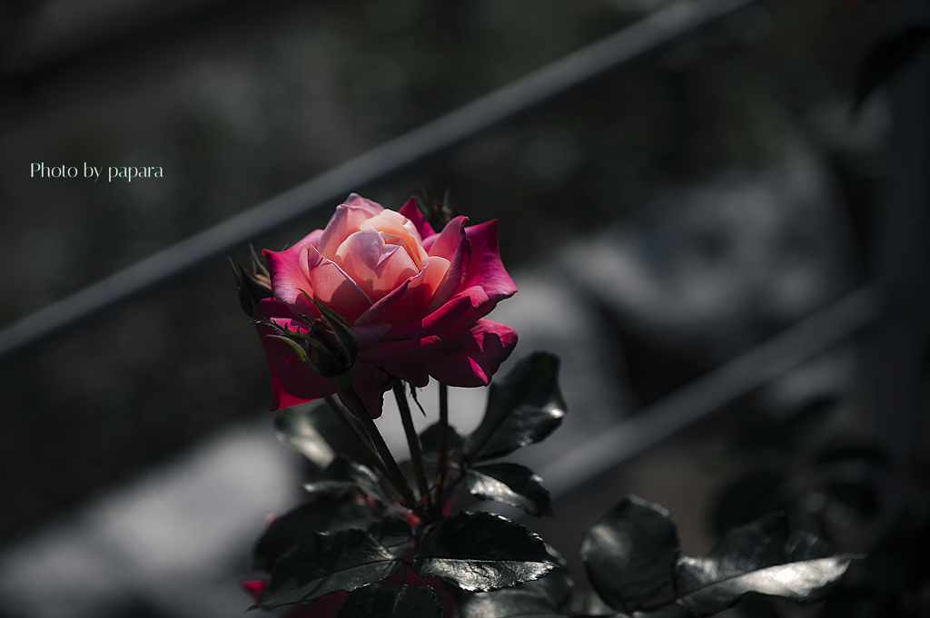 季節のお花達_104