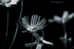 季節のお花達_87