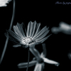 季節のお花達_87