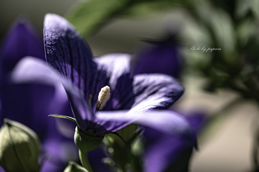 季節のお花達_47