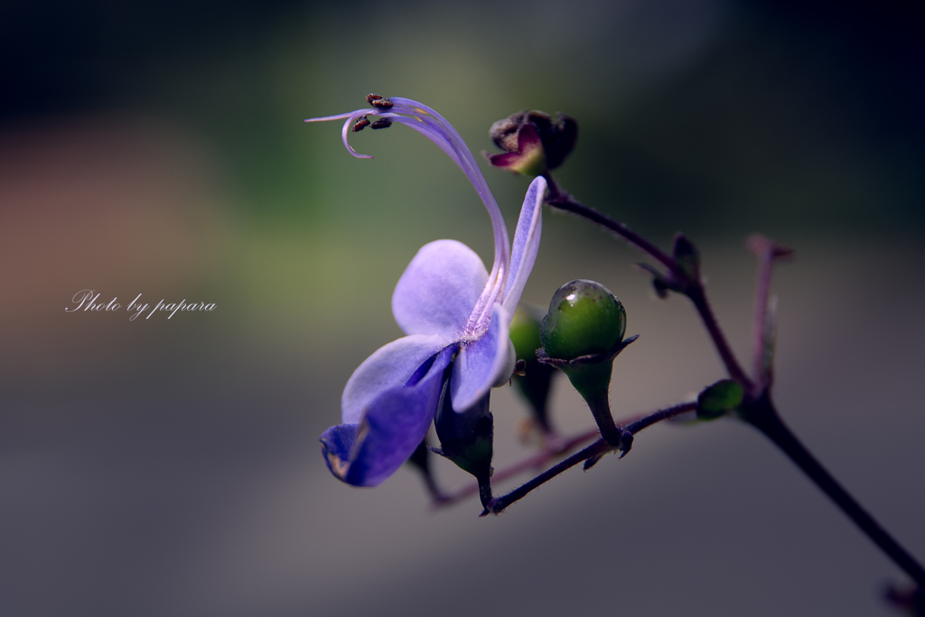 季節のお花達_42