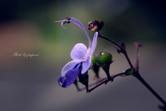 季節のお花達_42