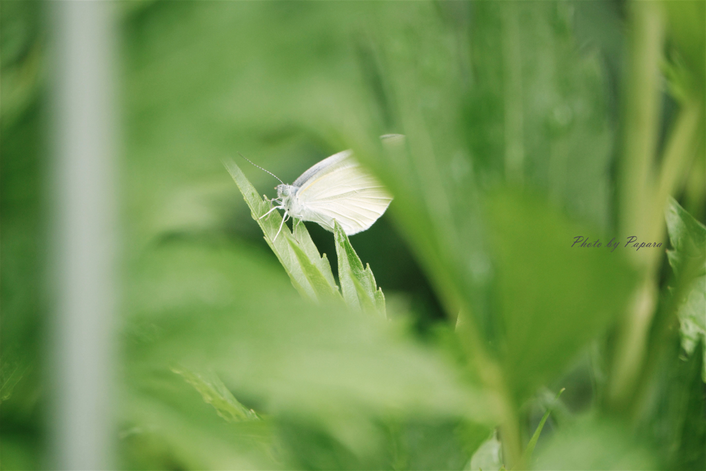 リンクウパークからのお便り_67