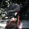天王寺動物園からのお便り_98
