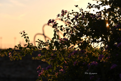 RINKU Sunset_293