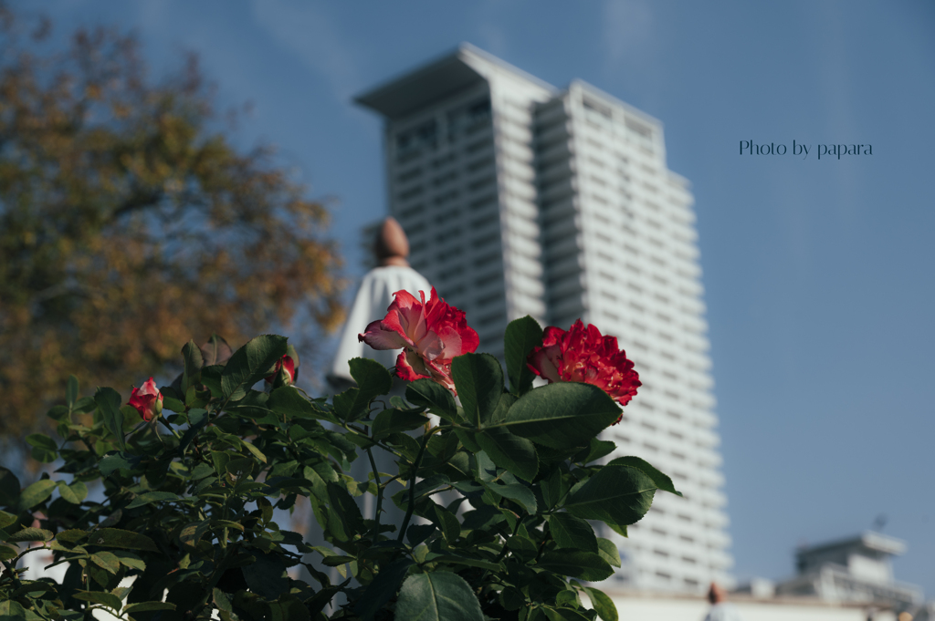 季節のお花達_102