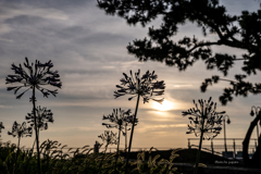 RINKU Sunset_2025185