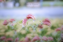 季節のお花達_39
