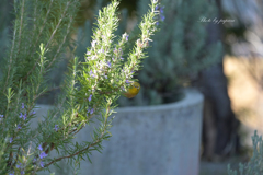 リンクウ公園の鳥たち_07