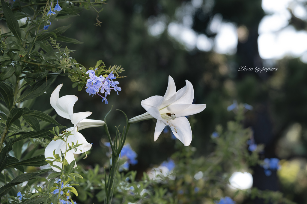 季節のお花達_57