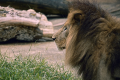 天王寺動物園からのお便り＿44