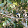 リンクウ公園の鳥たち_02