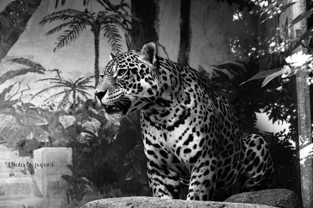 天王寺動物園からのお便り_107
