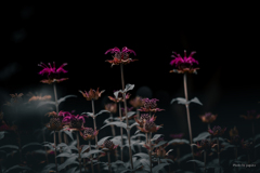季節のお花達_159