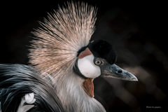 天王寺動物園からのお便り_126