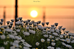 RINKU Sunset_87