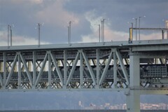 ラピート&サンフラワー