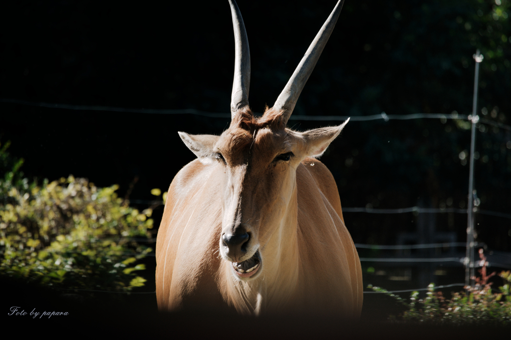 天王寺動物園からのお便り＿70