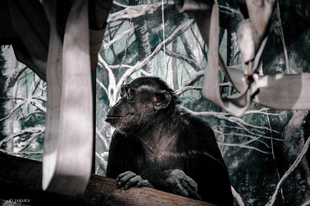 天王寺動物園からのお便り_161