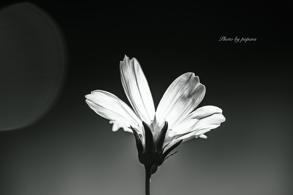 季節のお花達_70
