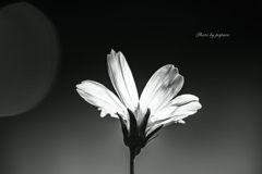 季節のお花達_70