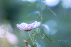 季節のお花達_169