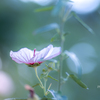 季節のお花達_169